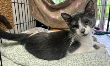 Sage -  Domestic Medium Hair Cat for Adoption in North Kingstown, Rhode Island - Sage | PetCurious