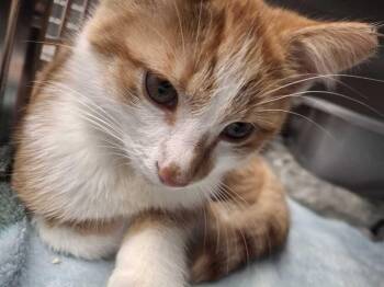 And Son -  Domestic Short Hair Cat for Adoption in Bowling Green, Ohio - And Son | PetCurious