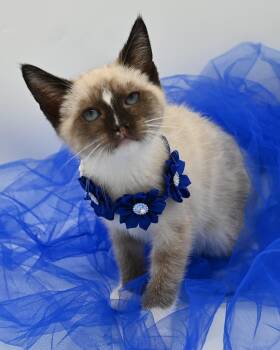 Alice -  Snowshoe Cat for Adoption in Mobile, Alabama - Alice | PetCurious
