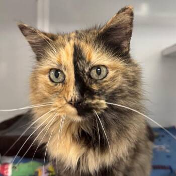 Ginny -  Domestic Long Hair Cat for Adoption in Peoria, Illinois - Ginny | PetCurious