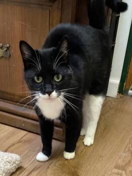 Rescue Tuxedo Cats for Adoption in Ringwood, New Jersey - Betty White | PetCurious