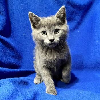 Domestic Short Hair Cats Available for Adoption in Smithville, Tennessee - Buzz | PetCurious