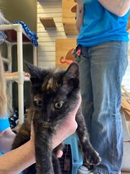 Barbara -  Domestic Short Hair Cat for Adoption in Salinas, California - Barbara | PetCurious