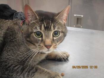 Domestic Short Hair Cats Available for Adoption in Marietta, Georgia - Diego (612) | PetCurious