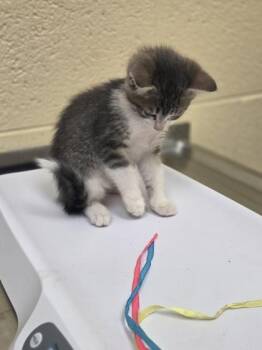 Uniqua -  Domestic Short Hair Cat for Adoption in Westland, Michigan - Uniqua | PetCurious