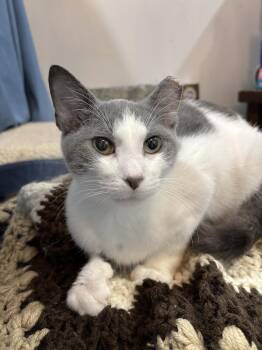 Rescue Domestic Short Hair Cats for Adoption in Philadelphia, Pennsylvania - Ham Hadfield | PetCurious