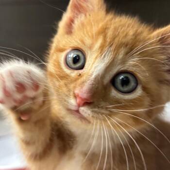Flame -  Domestic Short Hair Cat for Adoption in Newark, New Jersey - Flame | PetCurious