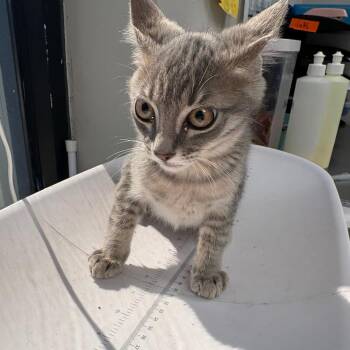 Billy Bob Jo -  Domestic Short Hair Cat for Adoption in Columbiana, Alabama - Billy Bob Jo | PetCurious