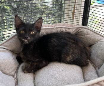 Rescue Tortoiseshell and Domestic Medium Hair Cats for Adoption in Theodore, Alabama - Nutmeg | PetCurious