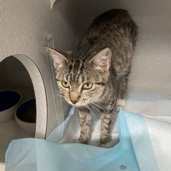 Rescue Domestic Short Hair Cats for Adoption in Lakewood, California - Chloe | PetCurious