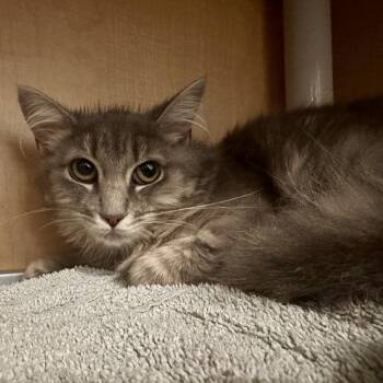 Domestic Medium Hair Cats Available for Adoption in Chesapeake, Virginia - Aragon | PetCurious