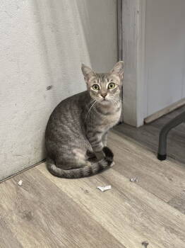 Rescue Domestic Short Hair Cats for Adoption in Trenton, New Jersey - Acornia (FIV+) | PetCurious