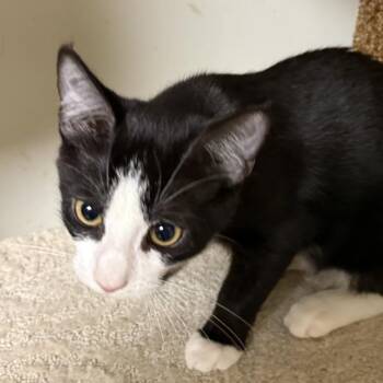 Moth -  Domestic Short Hair Cat for Adoption in Waynesboro, Pennsylvania - Moth | PetCurious