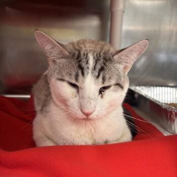 Dillinger -  Domestic Short Hair Cat for Adoption in Salt Lake City, Utah - Dillinger | PetCurious