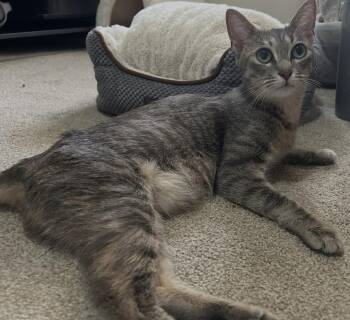 Minerva -  Domestic Short Hair Cat for Adoption - Minerva | PetCurious