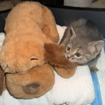 Julia Ready Soon -  Domestic Short Hair Cat for Adoption in Clifton, New Jersey - Julia Ready Soon | PetCurious