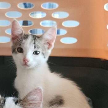 Fluffy -  Domestic Short Hair Cat for Adoption in Kingman, Arizona - Fluffy | PetCurious