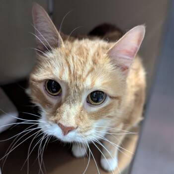 Rescue Domestic Short Hair Cats for Adoption in Jeffersonville, Indiana - Rocky | PetCurious