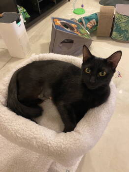 Rescue Domestic Short Hair Cats for Adoption in Cuyahoga Falls, Ohio - Josie | PetCurious