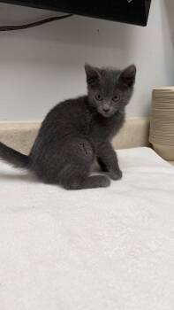 Deena -  Domestic Short Hair Cat for Adoption in Ontario, California - Deena | PetCurious