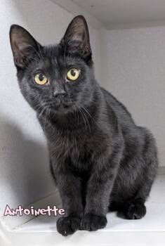 Antoinette -  Domestic Short Hair Cat for Adoption in Mason, Michigan - Antoinette | PetCurious