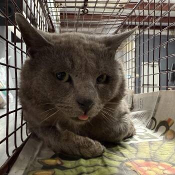 Domestic Short Hair Cats Available for Adoption in Tuscaloosa, Alabama - TUSC-Wildlife-84401 | PetCurious