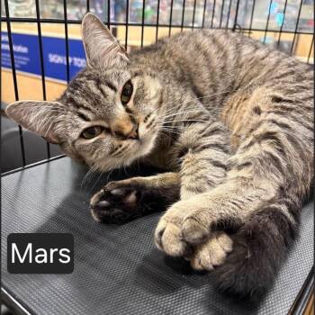 Domestic Short Hair Cats Available for Adoption in Snow Hill, North Carolina - Mars | PetCurious