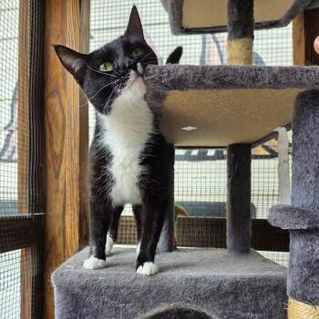 Patty -  Domestic Short Hair Cat for Adoption in Madison, Wisconsin - Patty | PetCurious