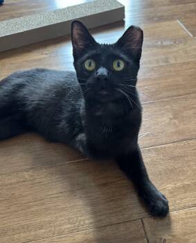 Trinity -  Domestic Short Hair Cat for Adoption in New Orleans, Louisiana - Trinity | PetCurious