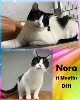 Nora -  Domestic Short Hair Cat for Adoption in Franklin, Indiana - Nora | PetCurious