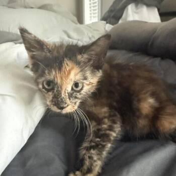 Little Missy -  Domestic Short Hair Cat for Adoption in Tampa, Florida - Little Missy | PetCurious