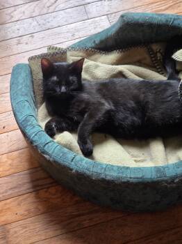 Pepper -  Domestic Short Hair Cat Available for Adoption - Pepper | PetCurious