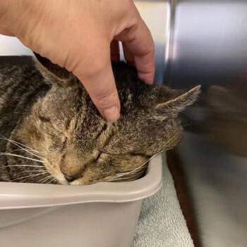 Domestic Medium Hair Cats Available for Adoption in Richmond, Virginia - Busta | PetCurious