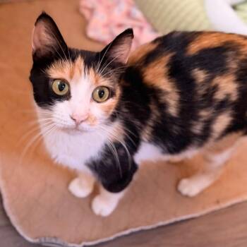 Checkers -  Domestic Short Hair Cat for Adoption in Green Bay, Wisconsin - Checkers | PetCurious
