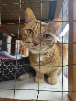 Rescue Domestic Short Hair Cats for Adoption in Maple Ridge, British Columbia - Jones | PetCurious