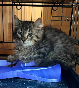 Bear -  Domestic Long Hair Cat for Adoption in Cloquet, Minnesota - Bear | PetCurious