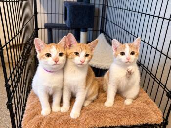 Merengue G. (purple collar) -  Domestic Short Hair Cat for Adoption in West Peoria, Illinois - Merengue G. (purple Collar) | PetCurious