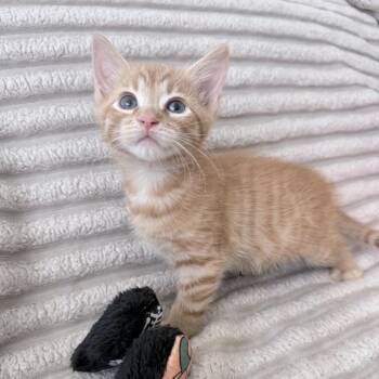 Pumpkin Spice -  Domestic Short Hair Cat for Adoption in Pompano Beach, Florida - Pumpkin Spice | PetCurious