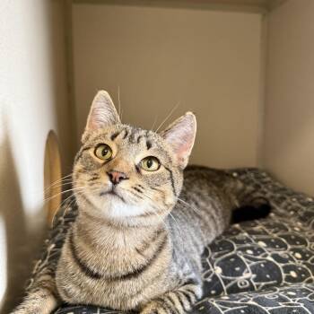 Rescue Domestic Short Hair Cats for Adoption in Lincoln, Illinois - Ozzie | PetCurious