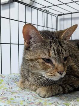 Dorothy -  Domestic Short Hair Cat for Adoption in Raleigh, North Carolina - Dorothy | PetCurious