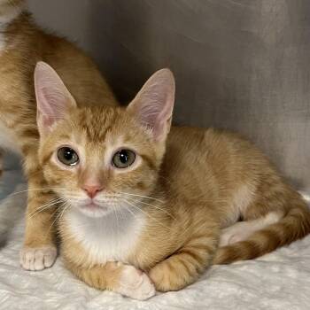 Yukon -  Domestic Short Hair Cat for Adoption in West Palm Beach, Florida - Yukon | PetCurious