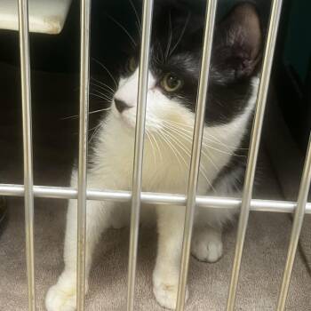 Empawnada -  Domestic Short Hair Cat for Adoption in Burlington, Ontario - Empawnada | PetCurious