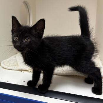 River -  Domestic Short Hair Cat for Adoption in Mebane, North Carolina - River | PetCurious
