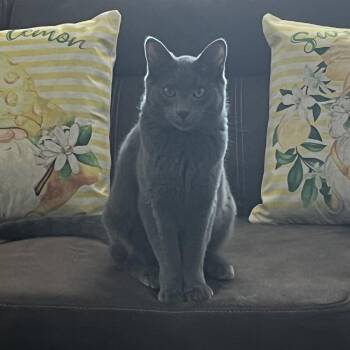 Domestic Short Hair Cats Available for Adoption - Jacob | PetCurious