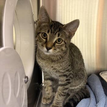 Pam Beesly - Receptionist & Bird Watcher -  Domestic Short Hair Cat for Adoption in Bolton, Ontario - Pam Beesly - Receptionist & Bird Watcher | PetCurious