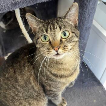 Cindy -  Tabby Cat for Adoption in Alma, Michigan - Cindy | PetCurious
