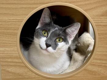 Freckles -  Domestic Short Hair Cat for Adoption in North Haven, Connecticut - Freckles | PetCurious