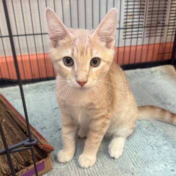 Poirot -  Domestic Medium Hair Cat for Adoption in Decatur, Georgia - Poirot | PetCurious