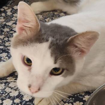 Domestic Short Hair Cats Available for Adoption in Corsicana, Texas - Winston C45791 | PetCurious