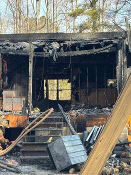 Domestic Short Hair Cats Available for Adoption - Winston (Gentry) | PetCurious